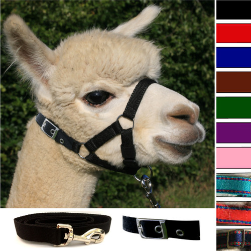 Alpaca Buckle Fastening Headcollar - With Lead - SPECIAL OFFER Alpaca Buckle Fastening Headcollar - With Lead - SPECIAL OFFER