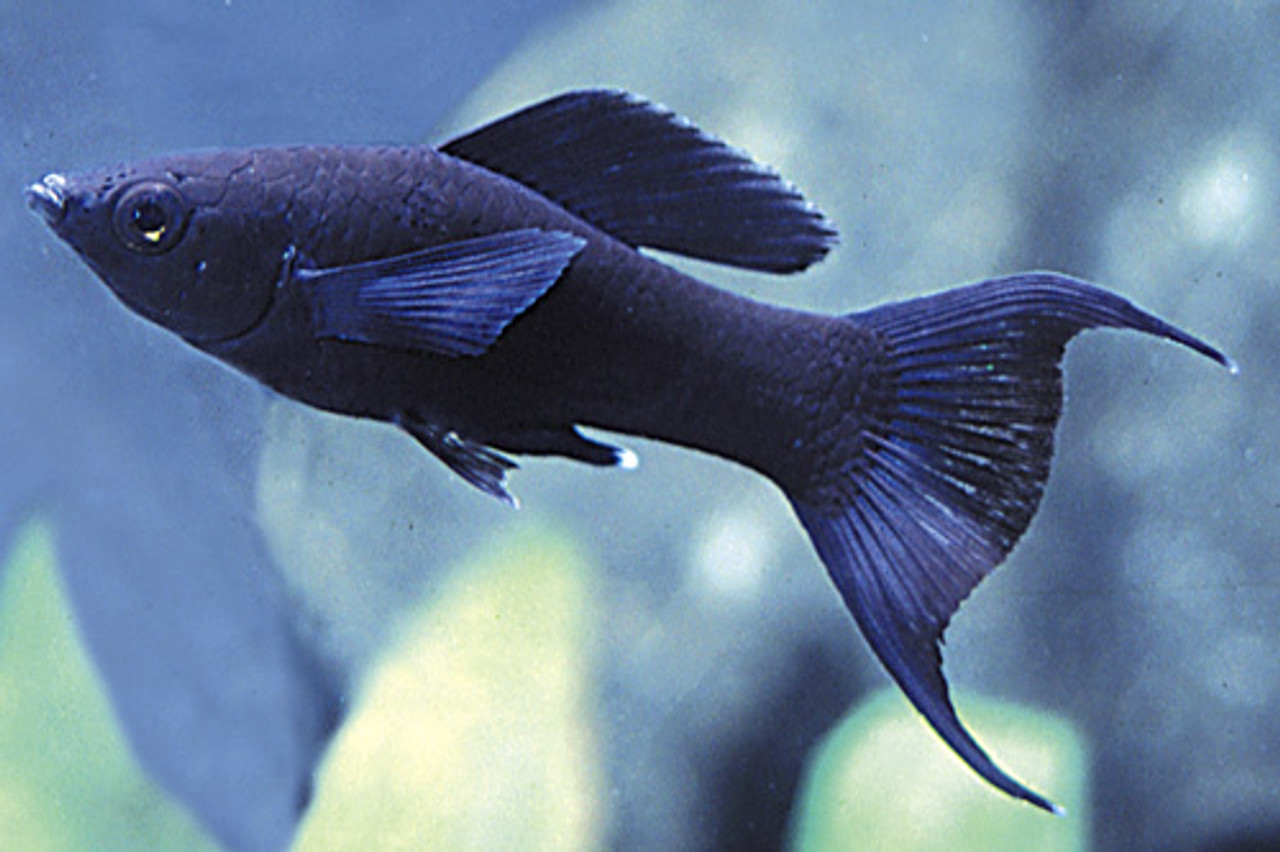 Аквариумная рыбка Моллинезия черная