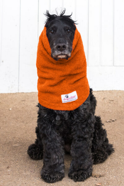 dog wearing snood