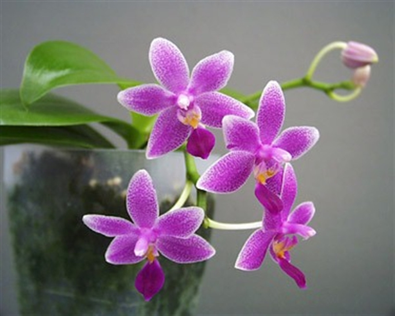 Фрагранс Орхидея