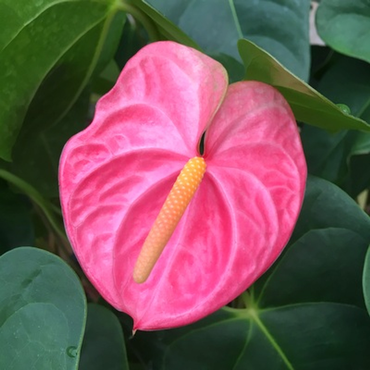 Антуриум Фламинго Пинк Anthurium Flamingo Pink