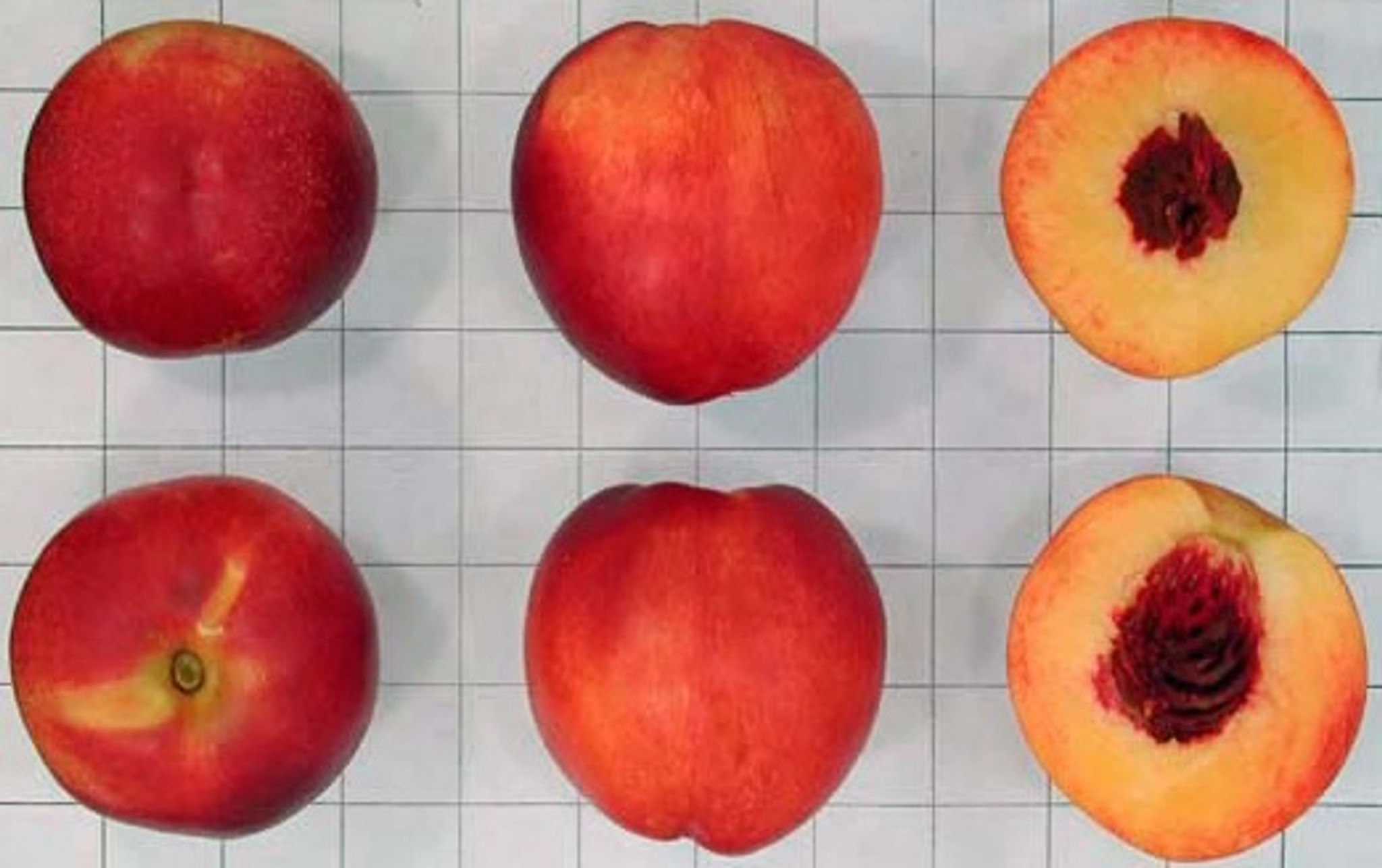 Flavor Top Nectarine