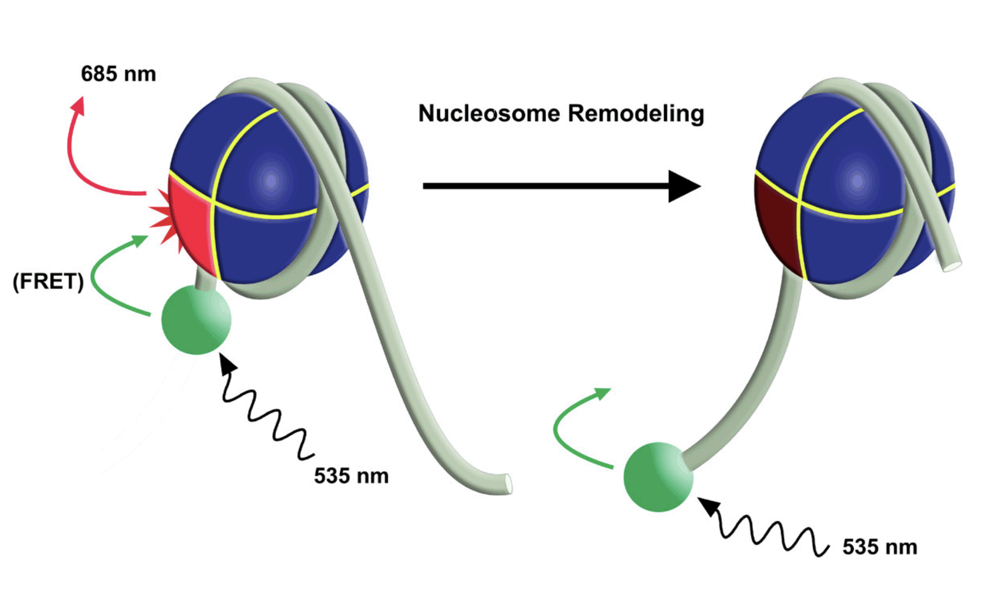 epidyne03 nucleosome substrates for chromatin remodeling