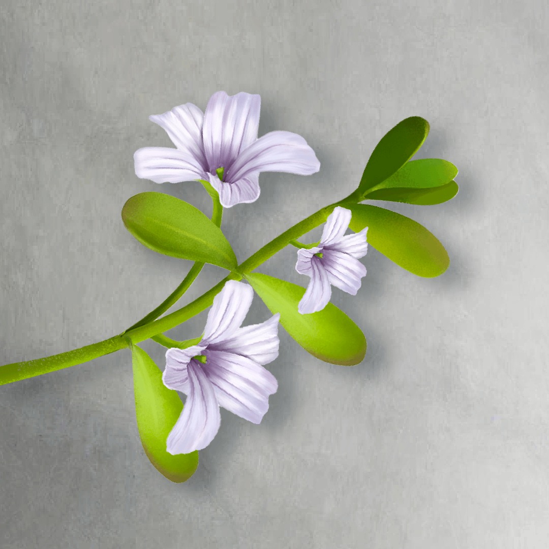 image inside product