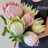 King Protea Gift Wrapped