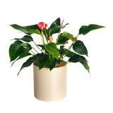 Anthurium Plant in Ceramic Pot