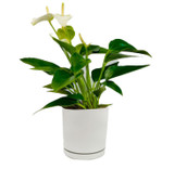 Anthurium Plant in Ceramic Pot