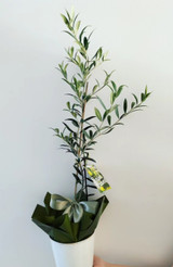 Potted Olive Tree