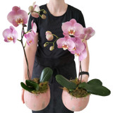 Exquisite Orchid Plant