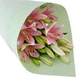 Pink Asiatic Lily Special