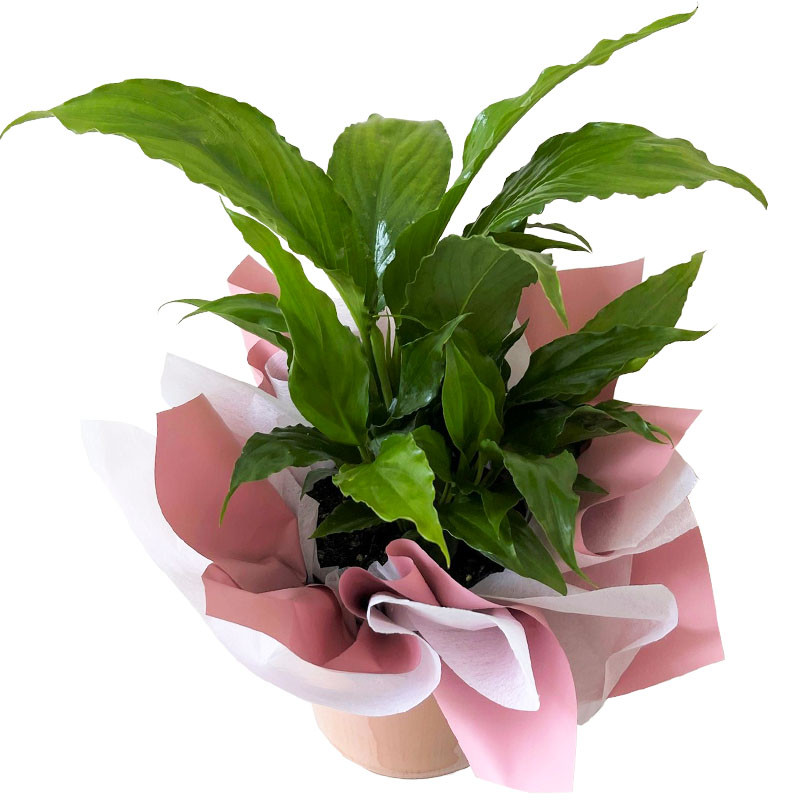 Non Alcoholic Gift Hampers Gold Coast Botanique Flowers Gold Coast