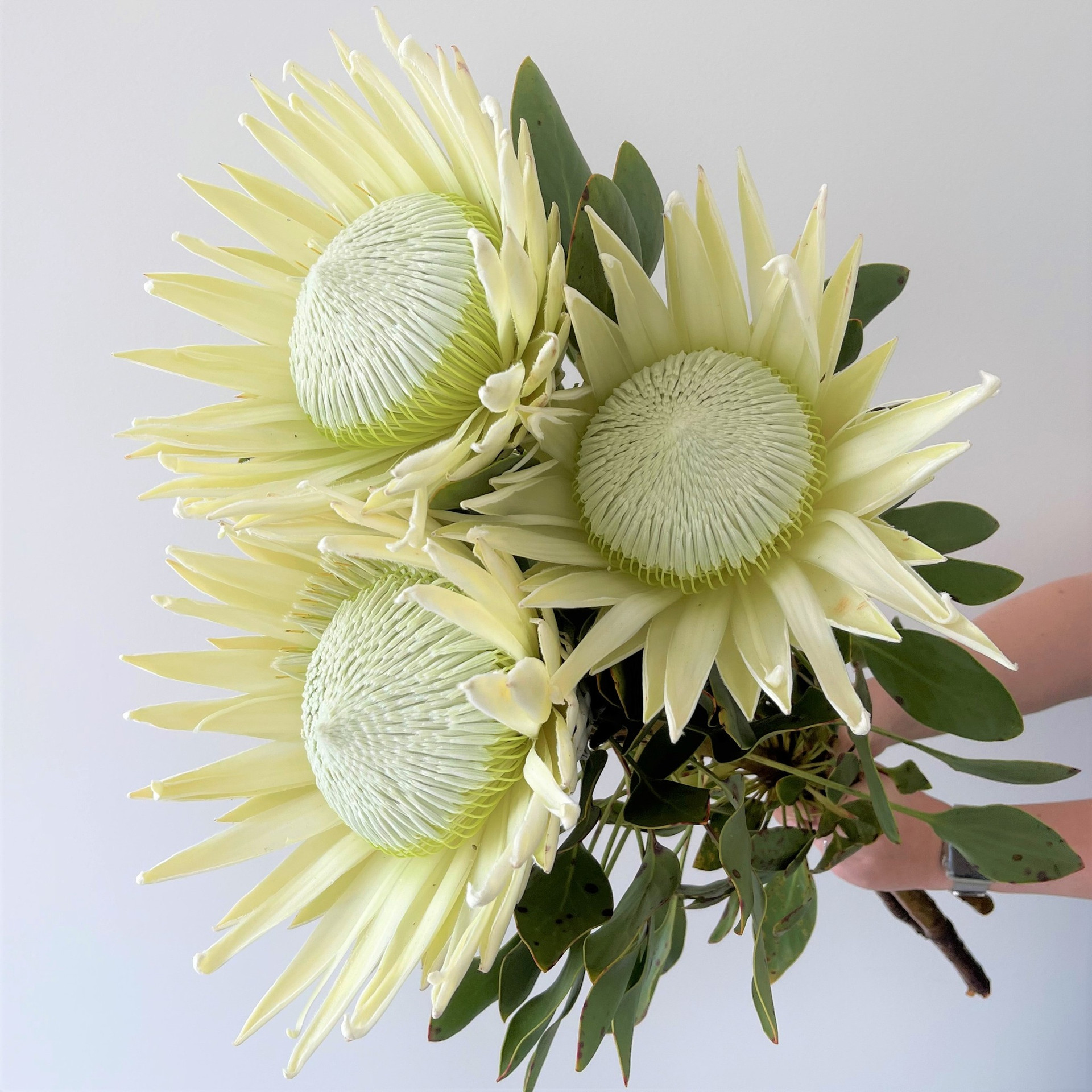 Florists Helensvale Flowers Gold Coast Flower Delivery 4212 Botanique