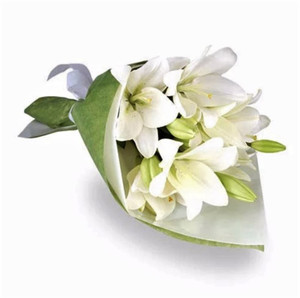 Asiatic Lily White Asiatic Lily White