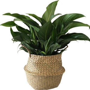 Peace Lily in Basket
