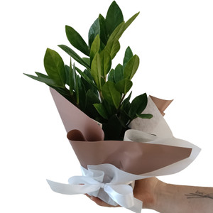 Small Zanzibar Potted Plant