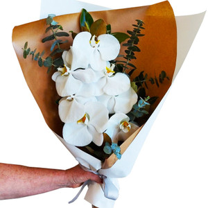 Phalaenopsis Orchid Giftwrap Phalaenopsis Orchid Giftwrap