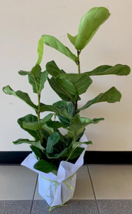 Fiddle Leaf Fig