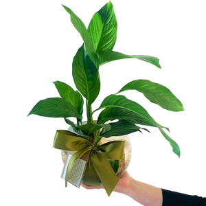 Small Hydro Peace Lily in Fish Bowl Small Hydro Peace Lily in Fish Bowl