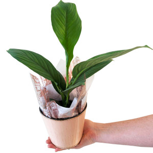 Mini Peace Lily 'Spathiphyllum Sensation'