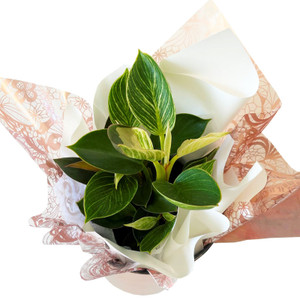 Small Philodendron Birkin