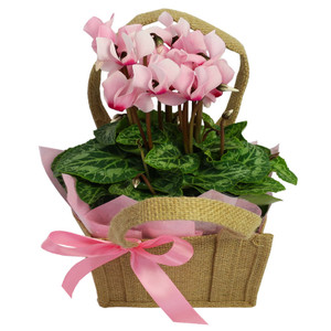 Cyclamen Potted Plant