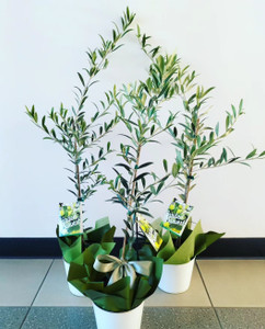 Potted Olive Tree Potted Olive Tree