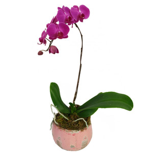 Exquisite Orchid Plant