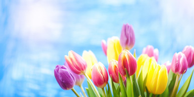 Make Someone’s Day With a Gold Coast Flower Delivery Make Someone’s Day With a Gold Coast Flower Delivery