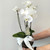 Rhonda - Double Stem Orchid Plant