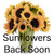 Sunflowers Coming Back Soon