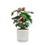 Anthurium Plant in Ceramic Pot