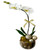 Exquisite Christmas Orchid Plant