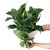 Madonna - Peace Lily