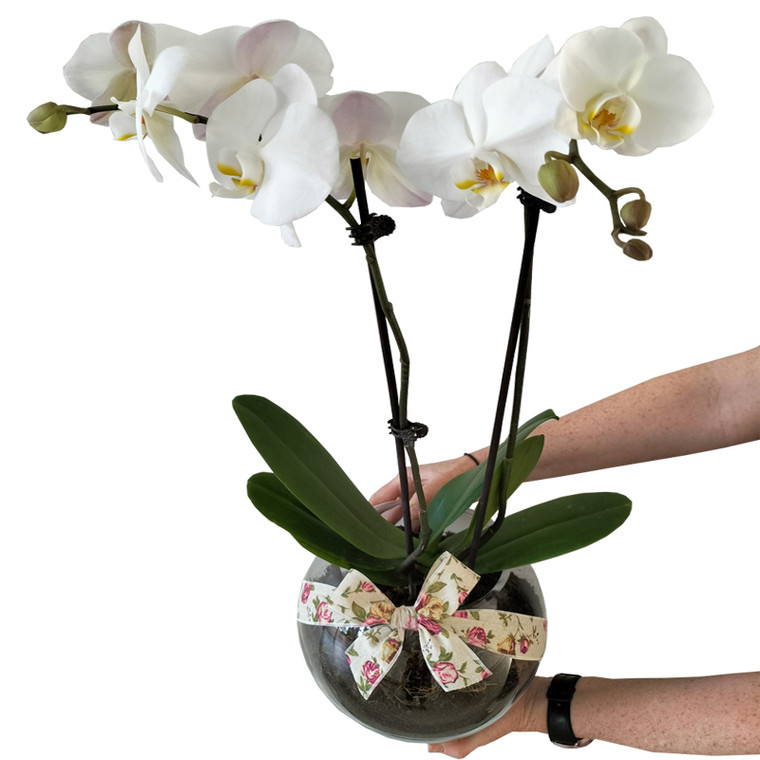 Rhonda - Double Stem Orchid Plant - WITH FREE GOLD COAST* DELIVERY
