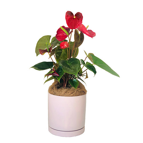 Anthurium Plant in Ceramic Pot