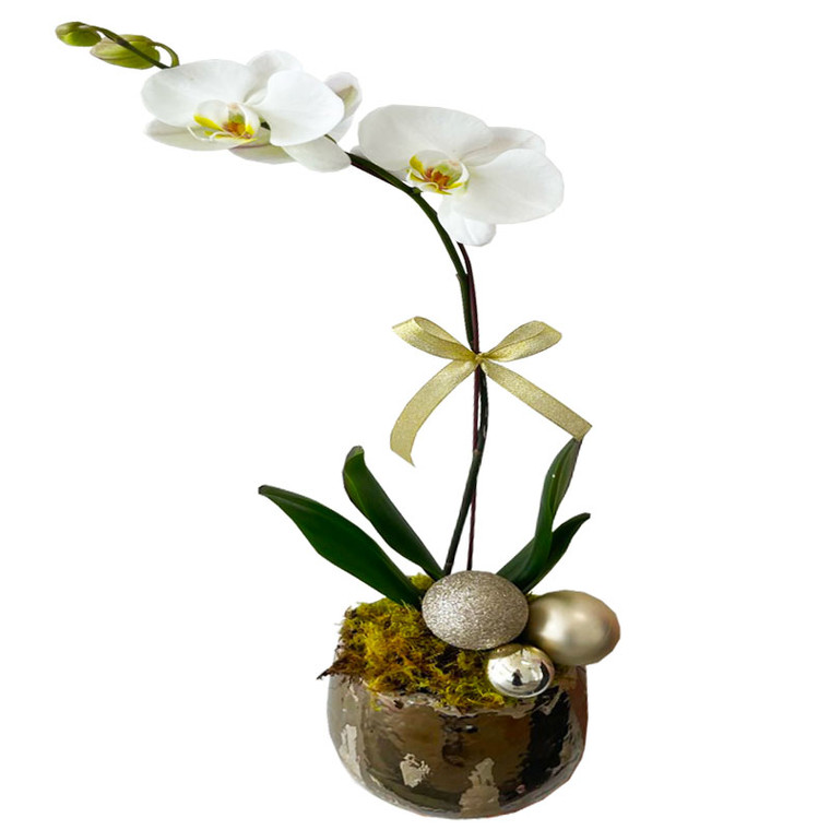Exquisite Christmas Orchid Plant