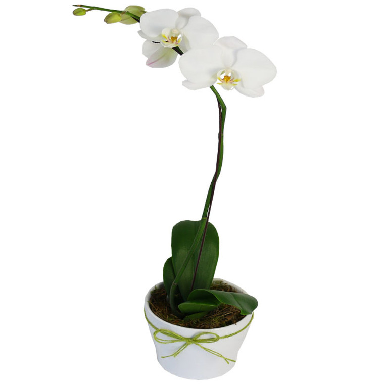 Exquisite Orchid Plant