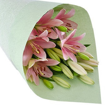 Pink Asiatic Lily Special