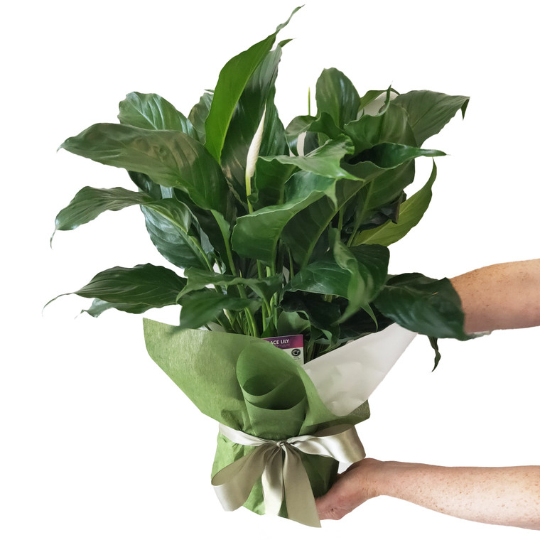 Madonna - Peace Lily
