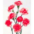 Carnations