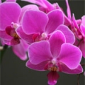 Orchids