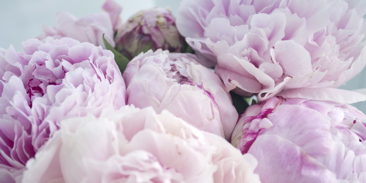 Highlighting the Most Popular Flowers From Our Gold Coast Florists