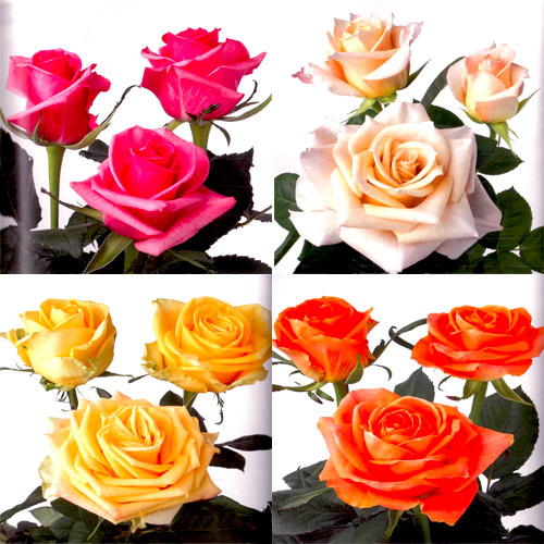 roses-for-online-wedding-flower-packages-gold-coast-florist.jpg