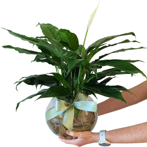 peace lily delivery brisbane