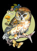 Wild Owl - Multicolor on Black Women's Rolled Cuff T-Shirt