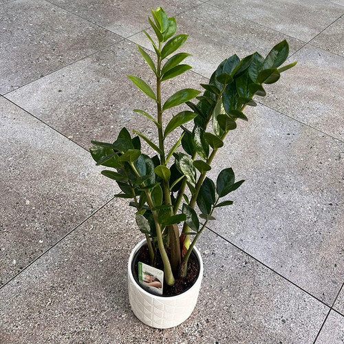  Zanzibar Plant 