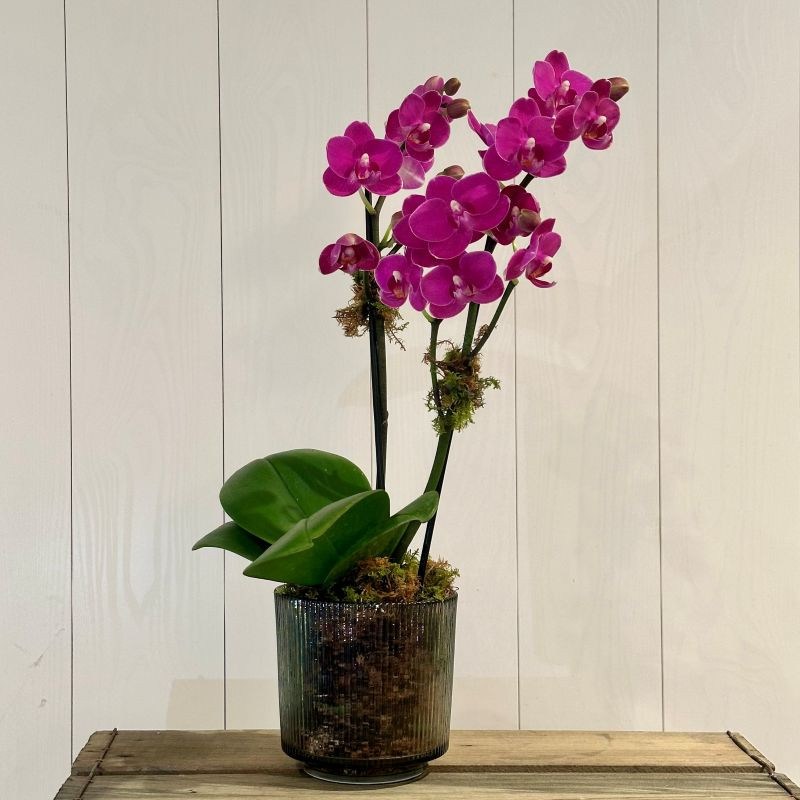 fresia planting Freesia
