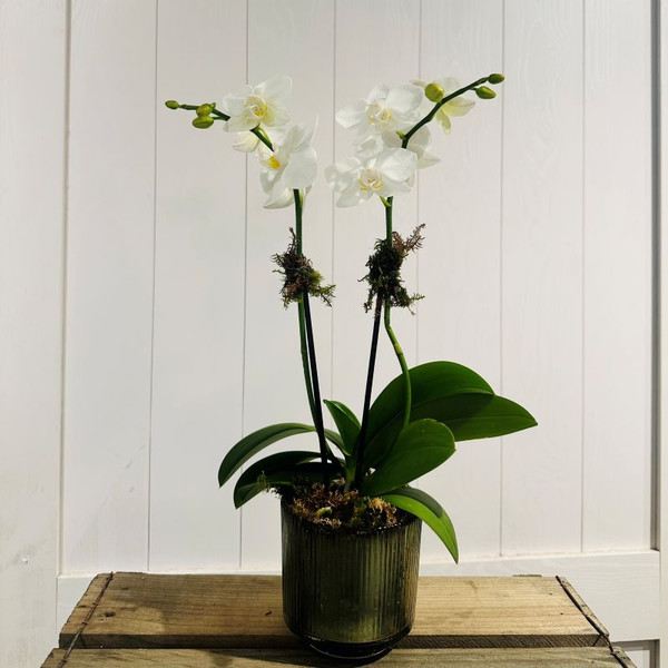 Search by Flower Toronto & GTA Delivery