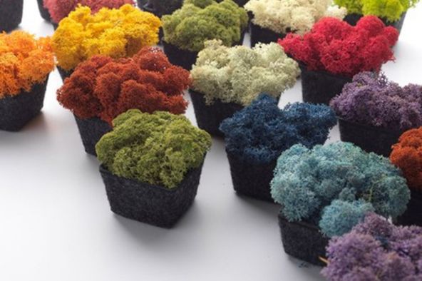 Nordgrona acoustic moss - 2