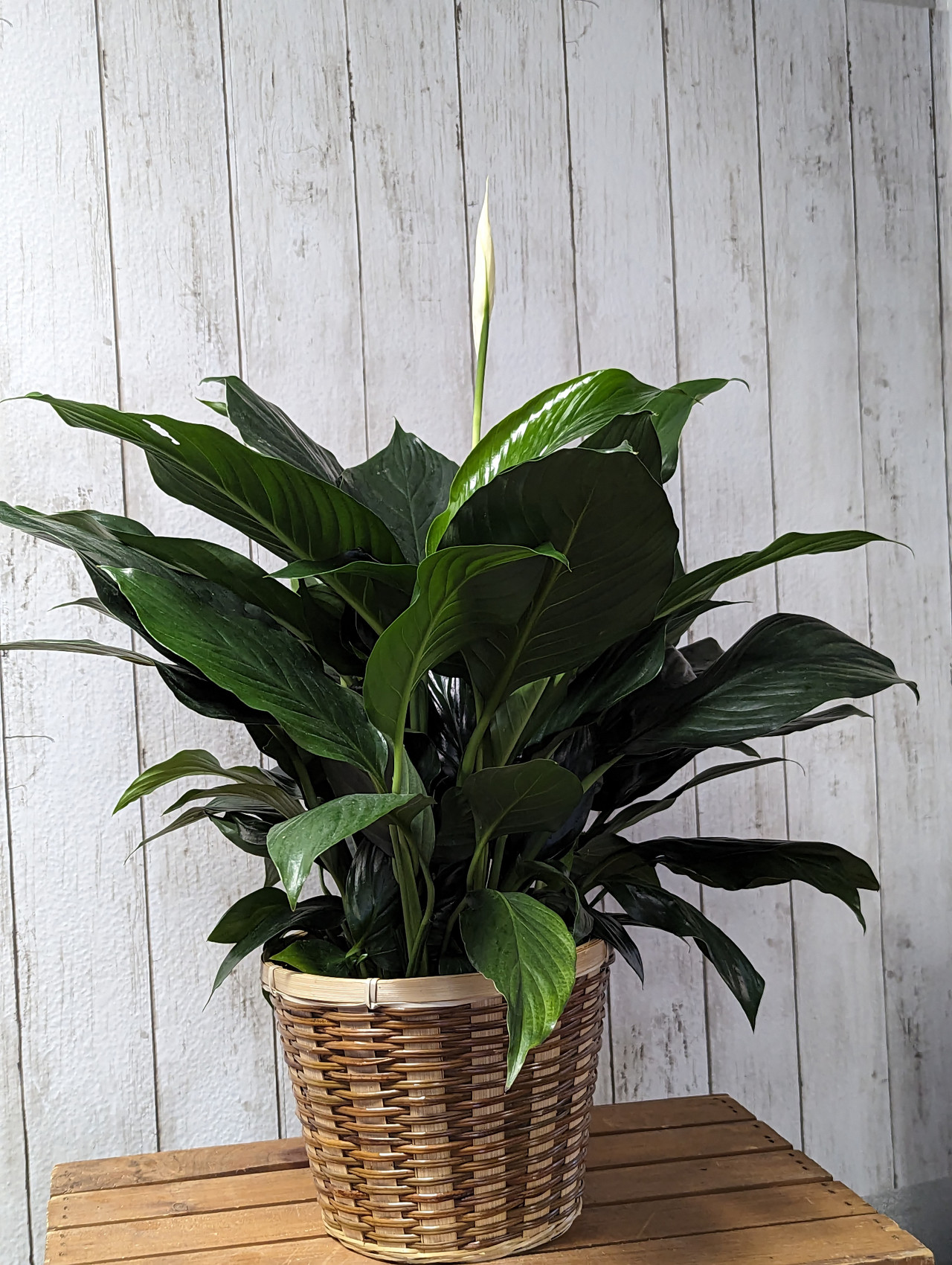 Plants delivery mesa plant delivery service az potted plant